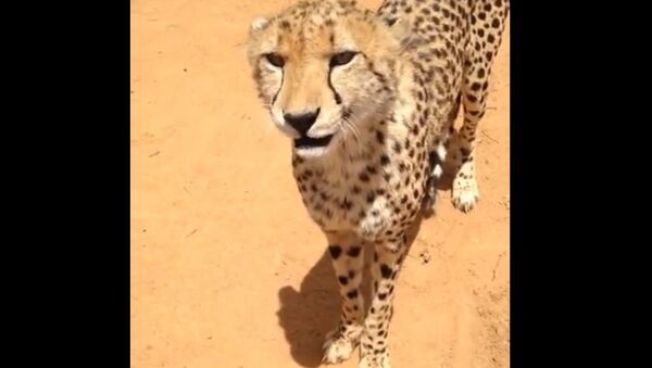 Have you ever heard meowing Cheetah? - Sputnik Brasil