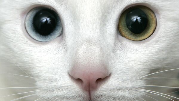Um gato de raça turkish van (Foto de arquivo) - Sputnik Brasil