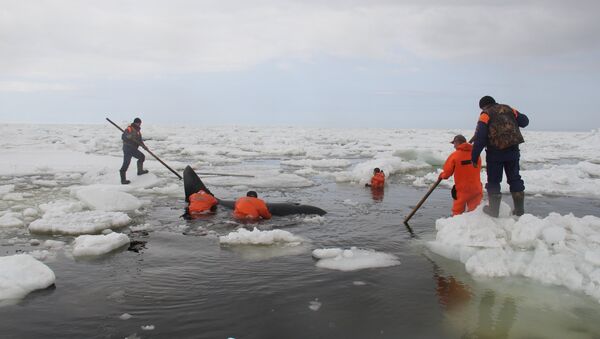 Salvamento de orcas no Mar do Okhotsk - Sputnik Brasil