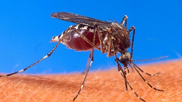 O Brasil registrou em 2015 o menor número de casos de malária dos últimos 35 anos - Sputnik Brasil
