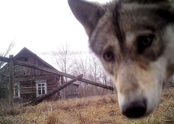 Lobo aproxima-se de casa abandonada na aldeia-fantasma de Orevichi - Sputnik Brasil