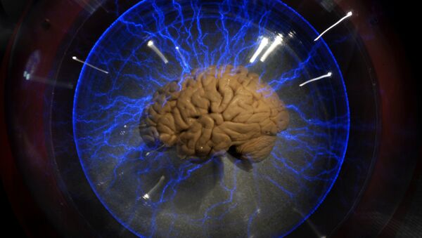 Cérebro humano dentro da caixa de vidro na exposição em São Paulo, agosto 2009. - Sputnik Brasil