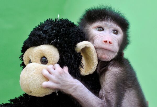 Um babuíno de 23 dias de idade brinca com um brinquedo de pelúcia no zoológico Sri Chamarajendra - Sputnik Brasil
