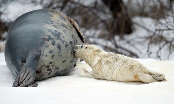 Um filhote de foca recém-nascido com sua mãe no oceannarium de Hirtshals, Dinamarca - Sputnik Brasil