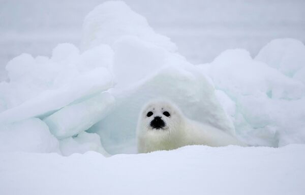 Um filhote de foca na costa do mar Branco - Sputnik Brasil