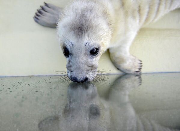 Um filhote de foca no viveiro na cidade de Friedrichskoog, Alemanha - Sputnik Brasil