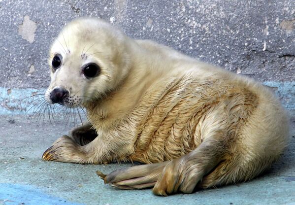 Um filhote de foca no zoológico de Kaliningrad, Rússia - Sputnik Brasil
