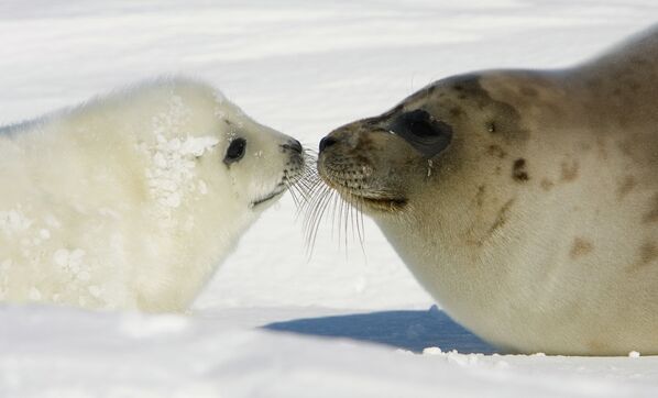 Um filhote de foca com sua mãe na costa das ilhas da Madalena, Quebec. - Sputnik Brasil
