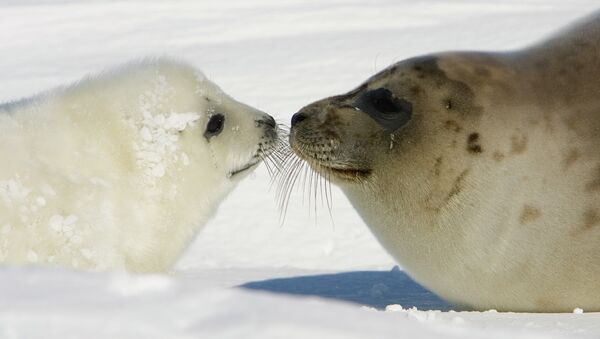Um filhote de foca com sua mãe na costa das ilhas da Madalena, Quebec - Sputnik Brasil