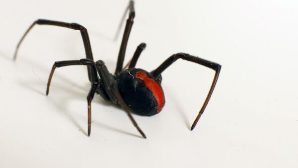 Uma aranha ‘viúva negra’ - Sputnik Brasil