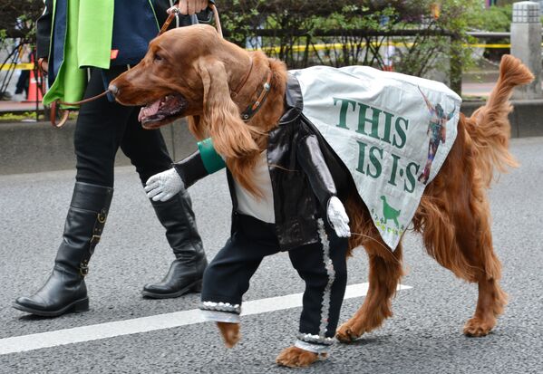 Um cão vestido de Michael Jackson participa de um desfile em Tóquio, Japão - Sputnik Brasil