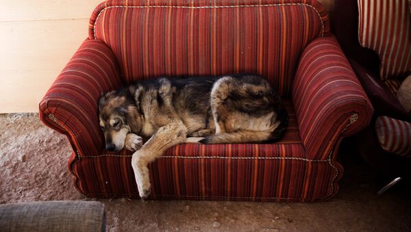 Um cão descansa em um sofá, Vafa, o primeiro abrigo de animais no Irã - Sputnik Brasil