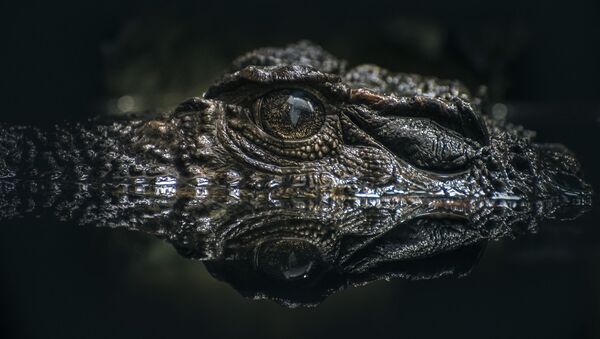 Crocodilo escondido - Sputnik Brasil