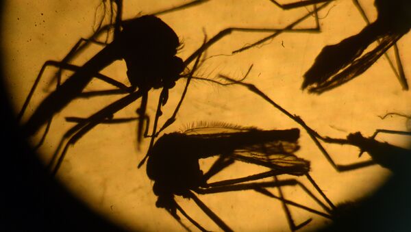 Mosquitos Aedes aegypti - Sputnik Brasil