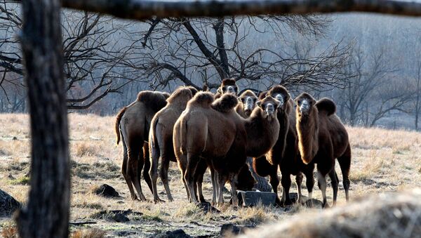 Camelos na região de Primorie, Rússia (foto de arquivo) - Sputnik Brasil