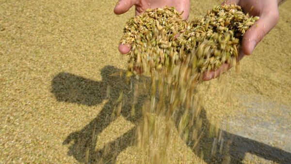 Grain squashed during crop harvesting - Sputnik Brasil