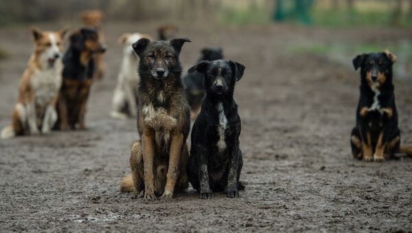 Serbian stray dogs - Sputnik Brasil