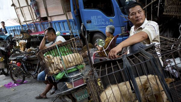 Matadouros de cachorros na China - Sputnik Brasil