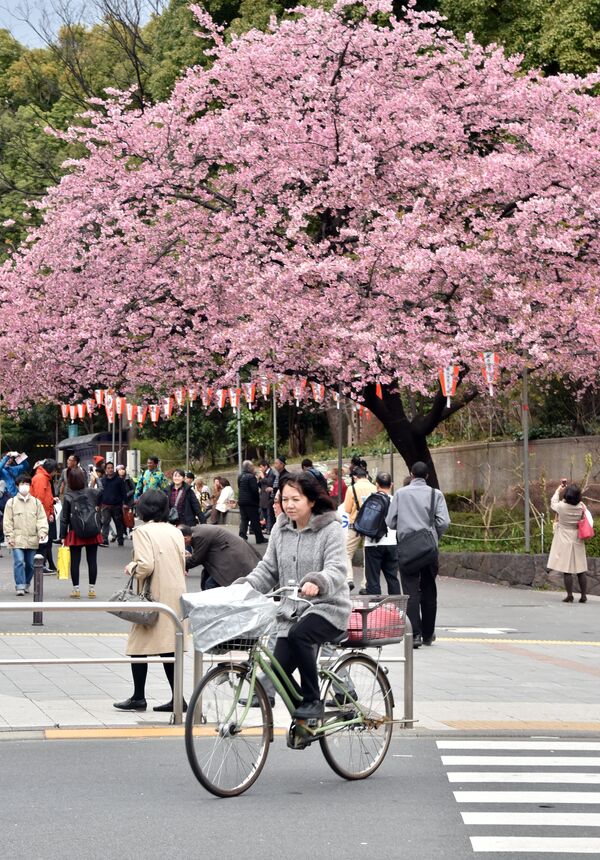 Sakura floresce no Japão - Sputnik Brasil