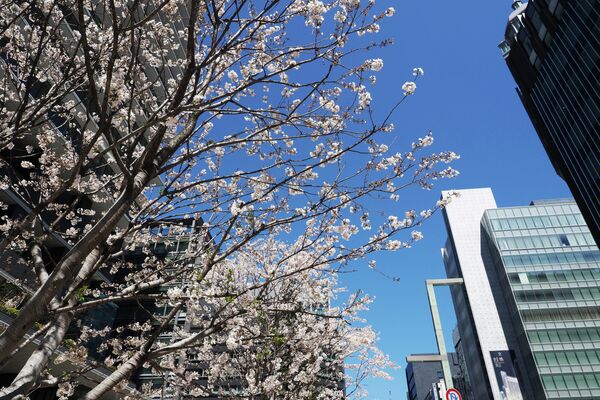 Sakura floresce no Japão - Sputnik Brasil