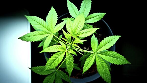A planta de cannabis - Sputnik Brasil