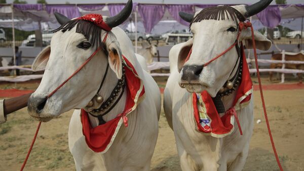 Vacas adornadas - Sputnik Brasil
