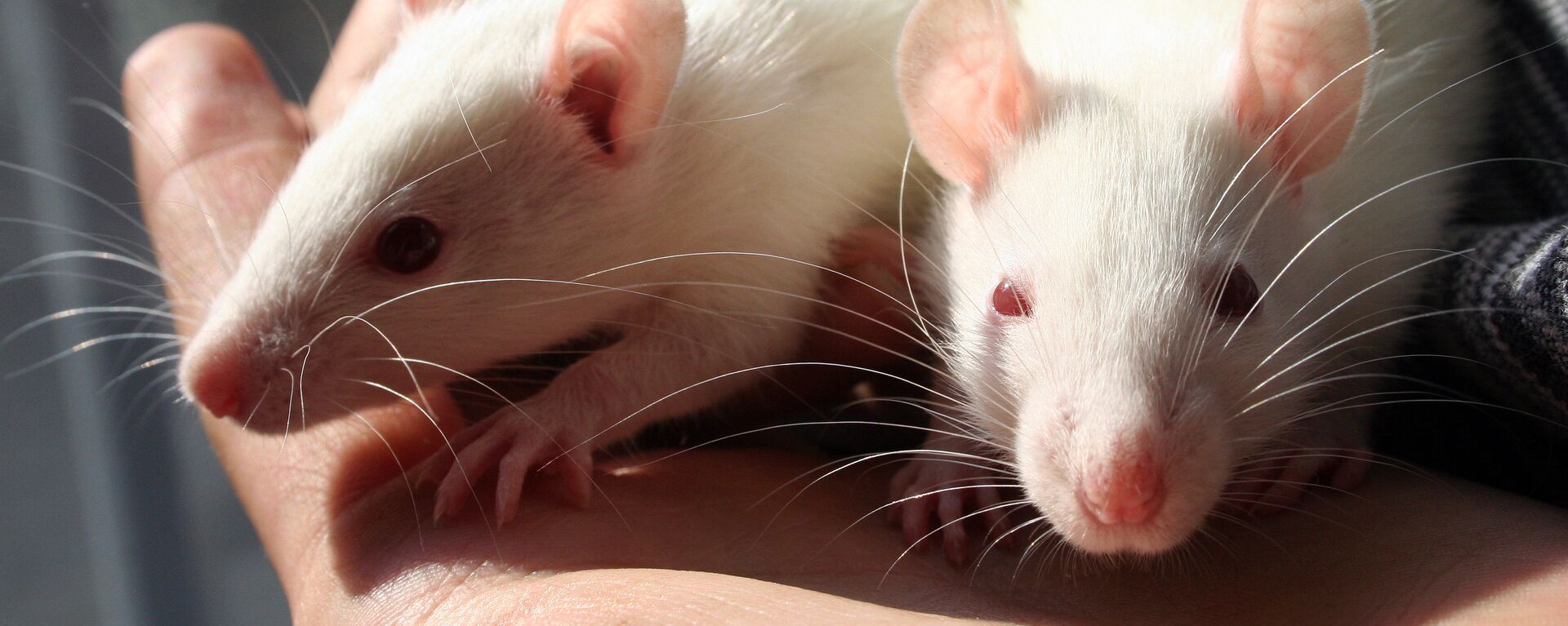 Nova York busca 'caça ratos' e paga R$ R$ 887 mil a profissional do  extermínio