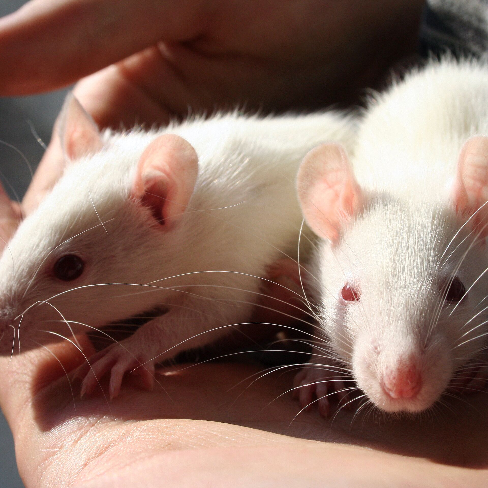 Nova York busca 'caça ratos' e paga R$ R$ 887 mil a profissional