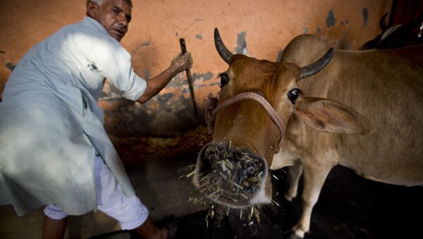A worker feeds cows at a 'Gaushala' or shelter for cattle, in New Delhi, India. - Sputnik Brasil
