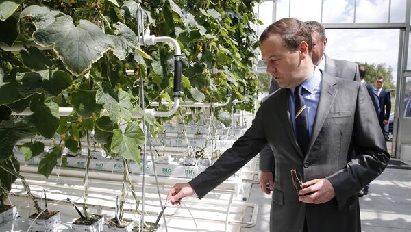 5 de julho, 2016. O chefe do governo russo Dmitry Medvedev durante a visita à empresa agrícola Matveevskoye na região de Moscou - Sputnik Brasil