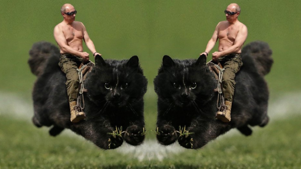Meme com o gato enlouquecido - Sputnik Brasil