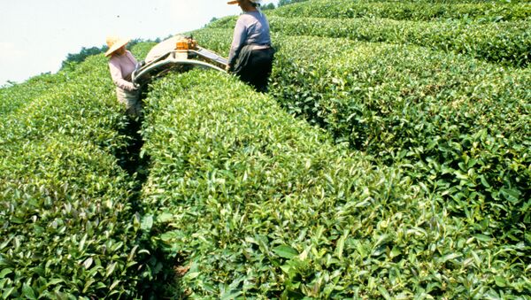 A colheita de chá - Sputnik Brasil