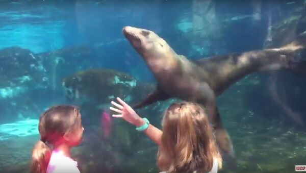 Uma menina controla os movimentos do leão-marinho em aquário do jardim zoológico - Sputnik Brasil