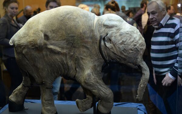 Múmia do pequeno mamute Lyuba no museu de Darwin em Moscou - Sputnik Brasil