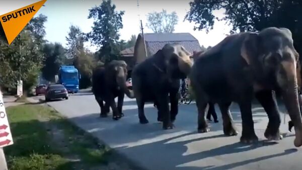 Livro da Selva: elefantes nas ruas da Rússia - Sputnik Brasil