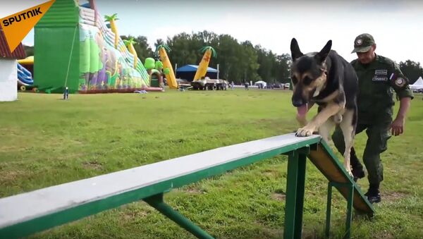 O verdadeiro amigo: cães militares e seus tratadores nos Jogos Militares - Sputnik Brasil