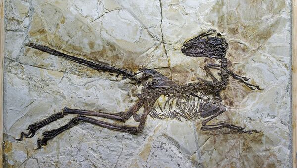 Fóssil de dinossauro (imagem de arquivo) - Sputnik Brasil