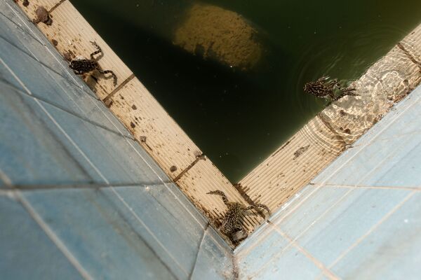 Pererecas na piscina abandonada da Aldeia Olímpica perto de Atenas - Sputnik Brasil