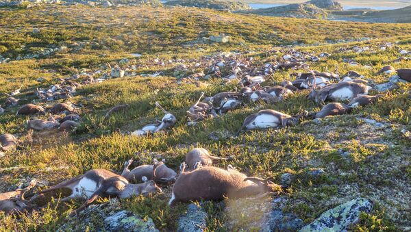 Na Noruega 323 renas morreram simultaneamente em circunstâncias estranhas - Sputnik Brasil
