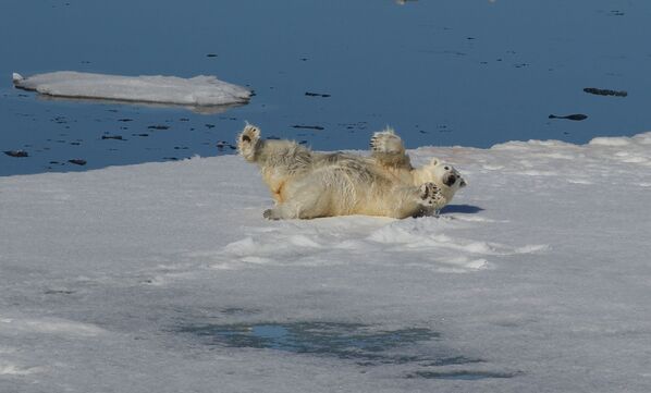 Urso polar tomando um banho de neve - Sputnik Brasil