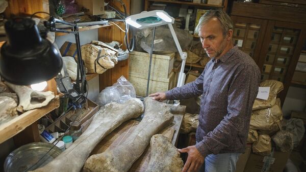 Cientista da Universidade Estatal de Tomsk Sergei Leschinsky examinando ossos de mamute - Sputnik Brasil