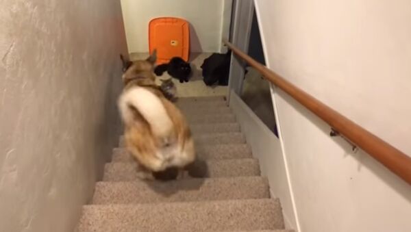 Cachorro tira onda subindo escadas de costas - Sputnik Brasil