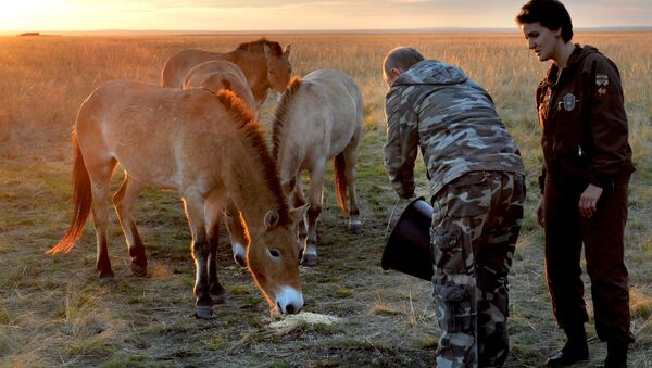 Putin alimenta cavalos selvagens - Sputnik Brasil