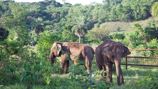 Maia (esq) e Guida (dir) chegaram ao Santuário de Elefantes Brasil. - Sputnik Brasil