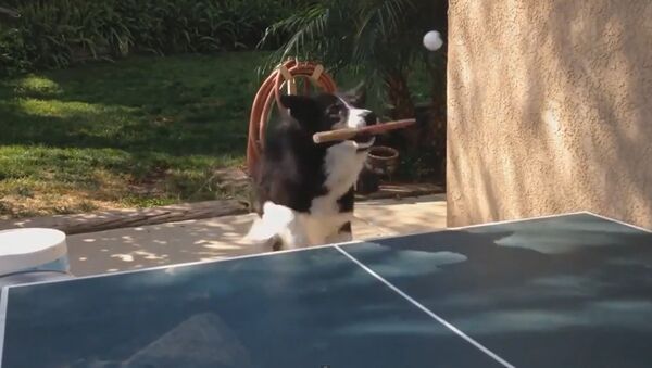 Mundo insólito: cachorro joga ténis - Sputnik Brasil