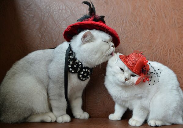 Dois gatos escoceses com chapéus vermelhos durante uma exposição felina em Bishkek - Sputnik Brasil