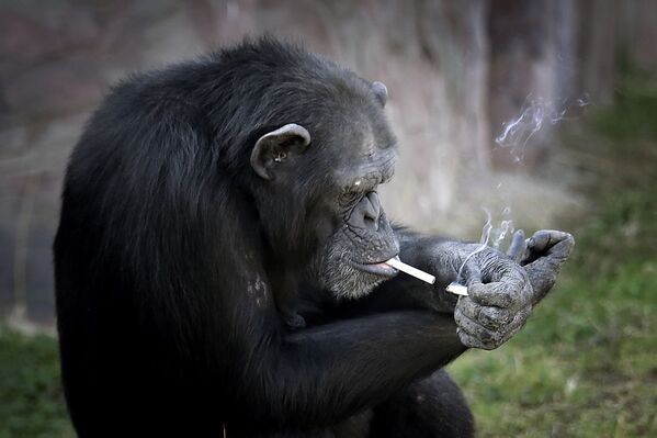 Azalea,  chimpanzé do jardim zoológico em Pyongyang ficou famosa por seu hábito pernicioso. Azalea fuma um maço de tabaco por dia e até consegue usar isqueiro - Sputnik Brasil
