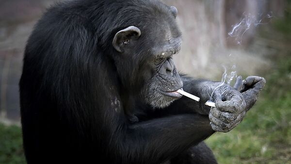 Azalea,  chimpanzé do jardim zoológico em Pyongyang ficou famosa por seu hábito pernicioso. Azalea fuma um maço de tabaco por dia e até consegue usar isqueiro - Sputnik Brasil