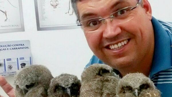 Veterinário Jefferson Leite com corujinhas-do-mato resgatadas em Mogi das Cruzes - Sputnik Brasil