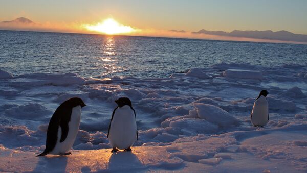 Pinguins-de-adélia no Antártico. Estação McMurdo. 25 de fevereiro, 2011 - Sputnik Brasil